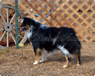CH, CH Color Country's Full Throttle at Carousel Aussies, at Toy Australian Shepherd male