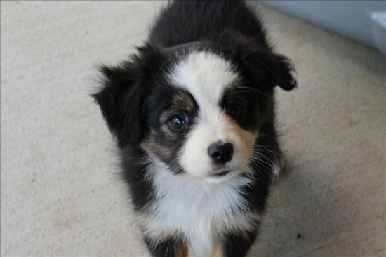  Carousel Aussies - Herd About Texas Wild Bill Hickok - Black Tri Male Toy Australian Shepherd