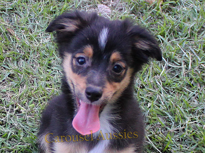 Black tri male Toy Australian Shepherd puppy for sale in South Texas.