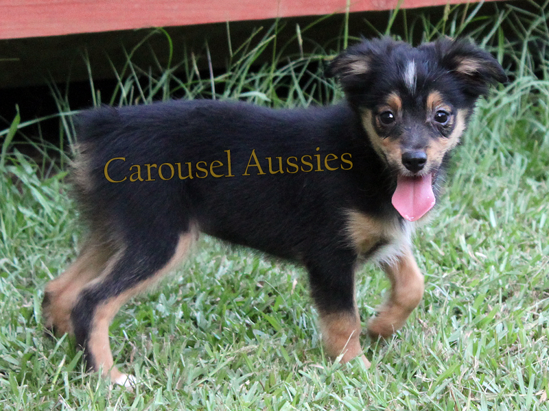Black tri male Toy Australian Shepherd puppy for sale in South Texas.